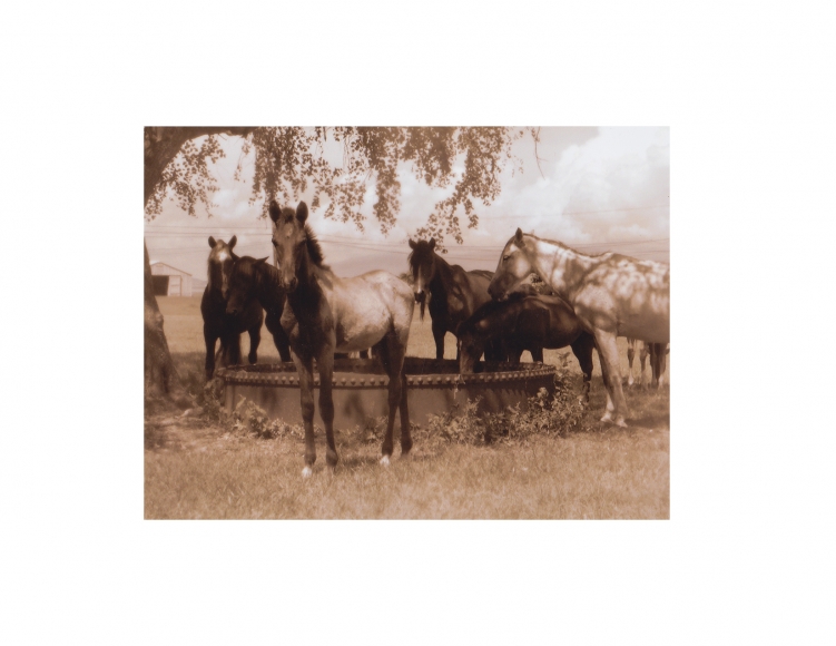 David Krueger, Vieques Horses , Horse Portraits, DG Krueger, test print, K4 5182 (gloss/sepia)
