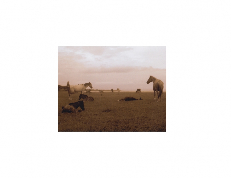 David Krueger, Vieques Horses , Horse Portraits, DG Krueger, test print, K4 5316 (gloss/sepia)