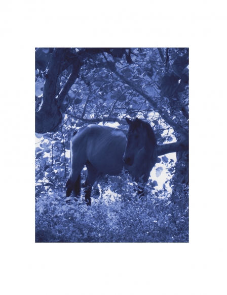 Vieques Horse TEST Prints, David Krueger, horse portraits, P5 1447