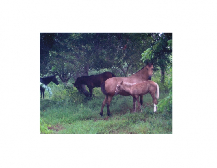 Vieques Horse TEST Prints, David Krueger, horse portraits, K4 5384