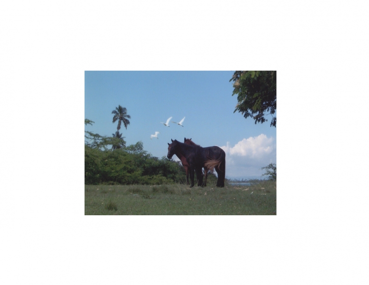 DG Krueger, Vieques Horses, horse portraits, test prints, K4 5146 (matt/color)
