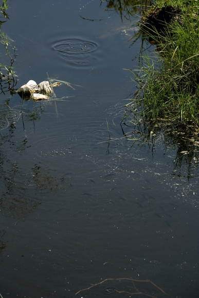 Roe Ethridge Canal, 2011