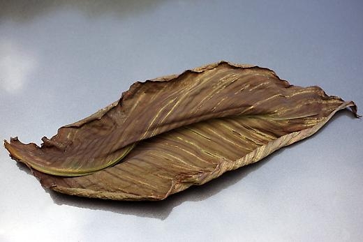 DROUGHT - Canna