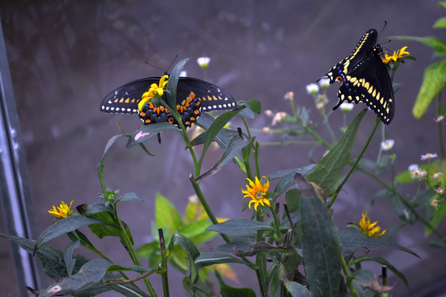 Paul Villinski, Butterfly Machine, detail, 2014