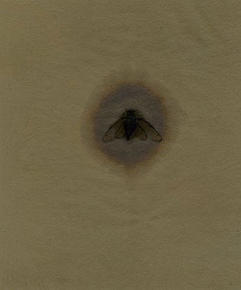 Cicada #5 photogenic drawing