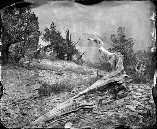 Bristlecone Forest 2012