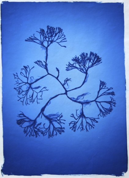 Codium Fragile, 2011