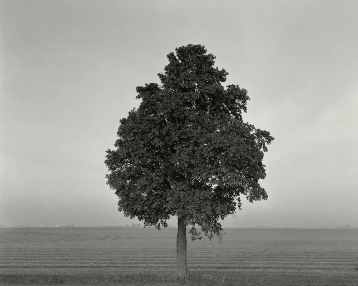 untitled, Illinois Landscape