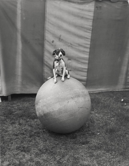 Morris, Haeksbury, Ontario, 1977, vintage gelatin silver print