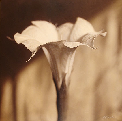 Moon Flower, Sacred Natura