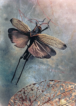 Othoptera: Acrididae taeniopada, Lucifer's Apprenice, 2002