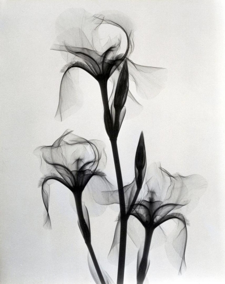 Fleur-de-lis 1936 vintage gelatin silver print