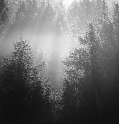 Hemlocks, Morning Mist, 1974