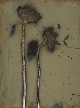 Sunflower 07-14, 2007