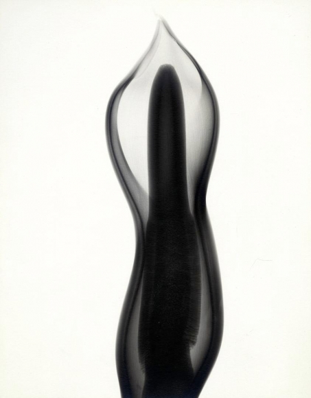 Philodendron 1938 vintage gelatin silver print
