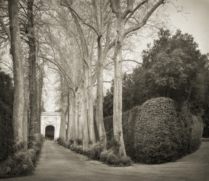 Allée Boboli Gardens, from the series In the Garden