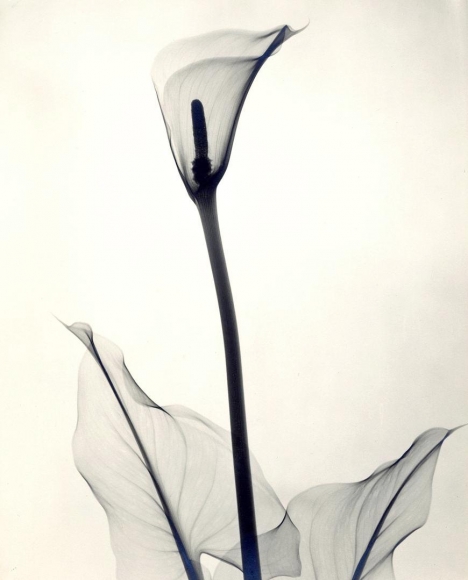 Yellow Calla Lily