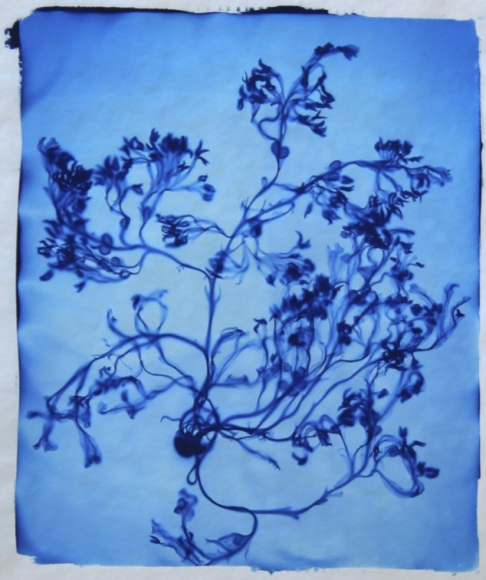 Fucus Spiralis, 2011