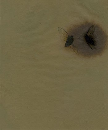 Cicada #8 photogenic drawing