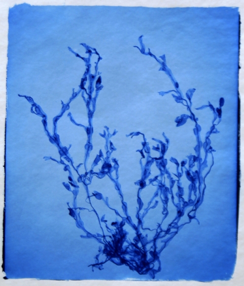 Sargassum Muticum, 2011