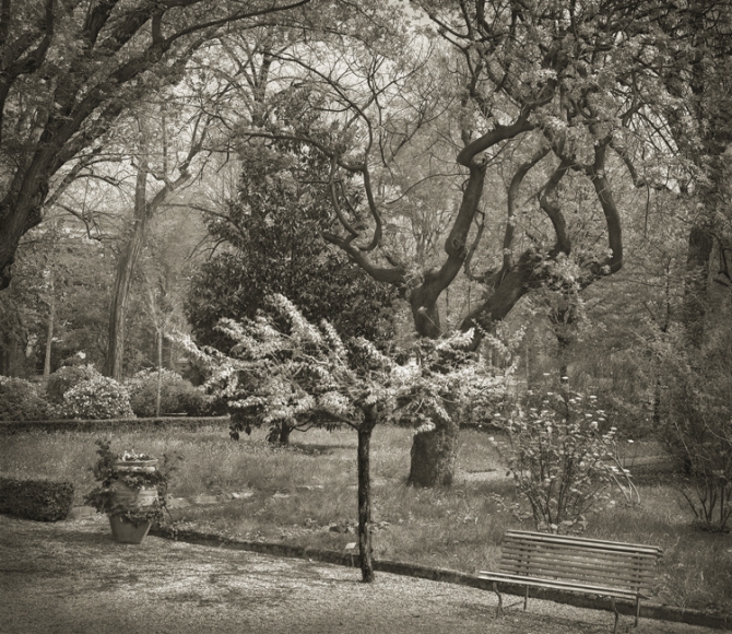Tree, Giardino dei Semplici, Florence, from the series In the Garden