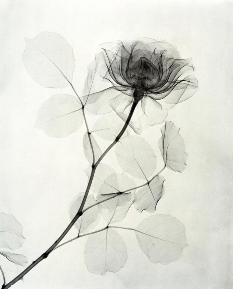 A Rose 1936