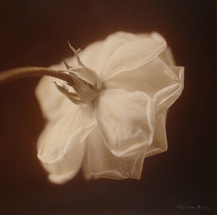 White Rose II