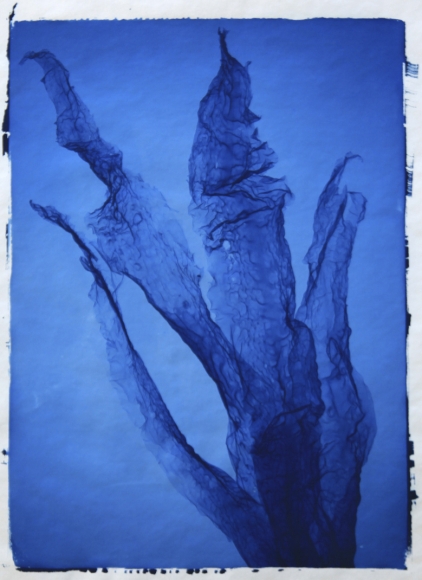 Saccharina Latissima, 2011