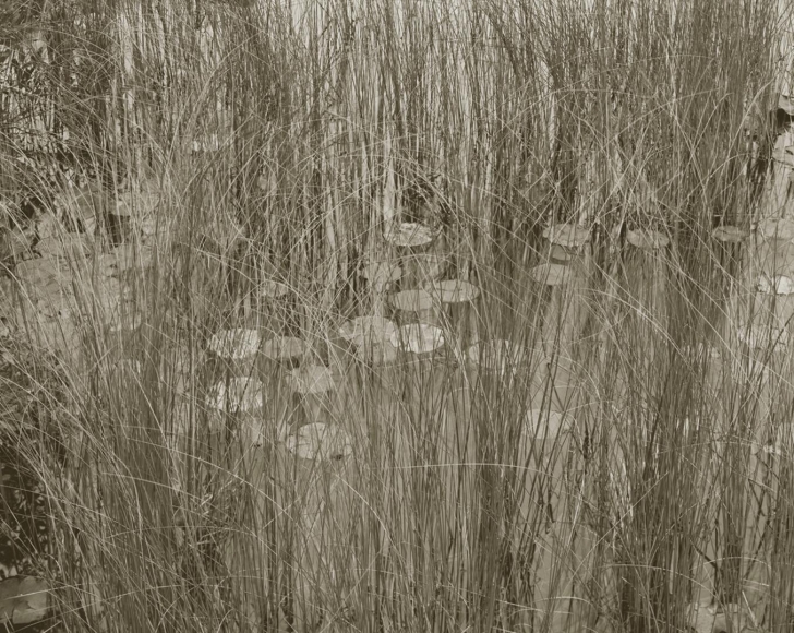 See Through, Boundary Water, MN, 1998