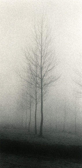 Tree, Minster Lovell, Oxfordshire, England, 1983