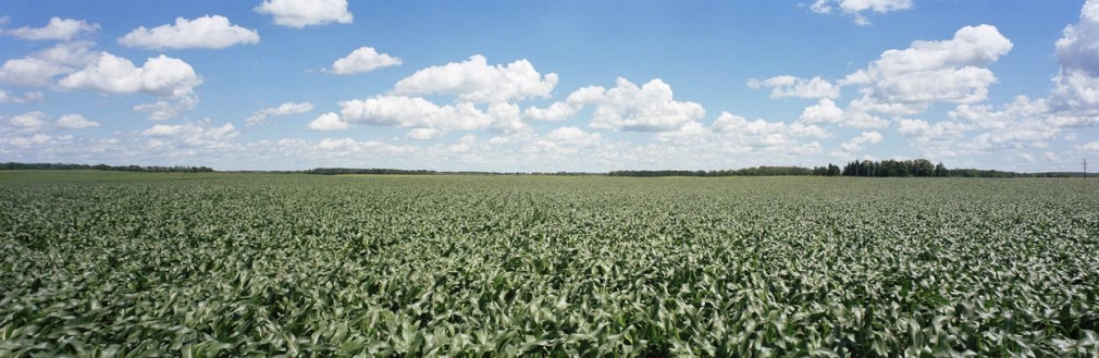 Cornfield, County Road 108, Ottertail County, Minnesota