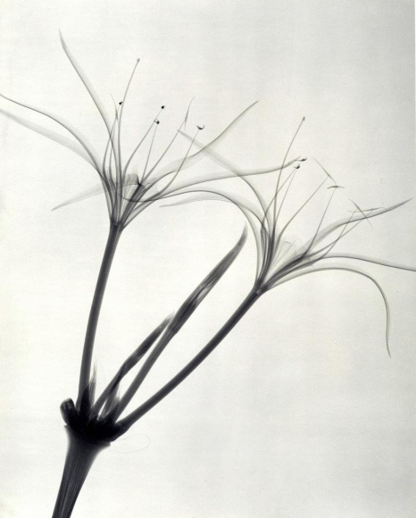 Peruvian Daffodil 1938
