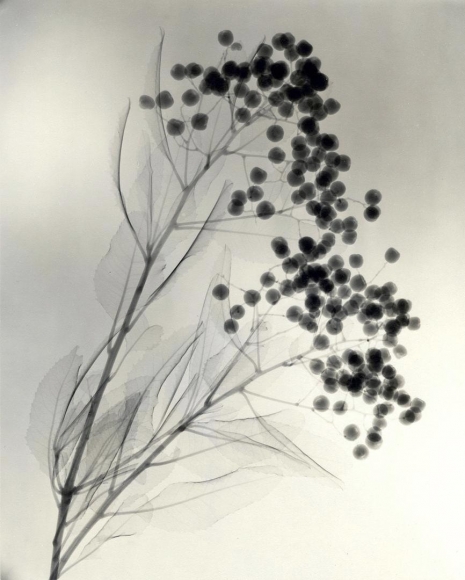 California Holly 1937