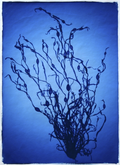 Ascophyllum Nodosum II, 2011