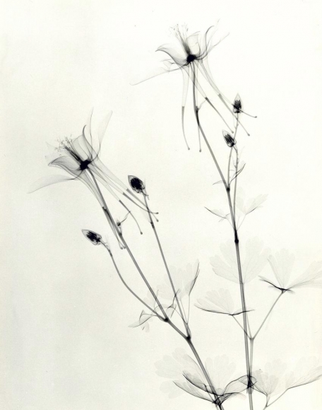Columbine 1938 vintage gelatin silver print