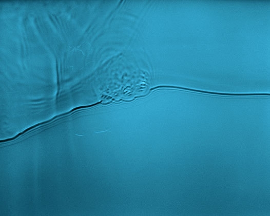 Flow #24, 2006
