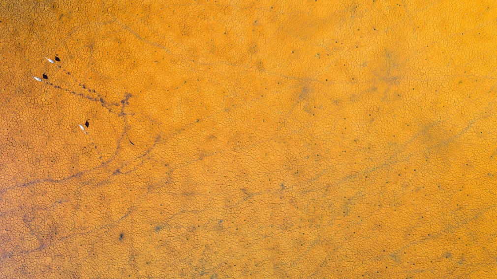 Stu Murphy, Context, 2019, Aerial photo of wetlands near Grafton NSW featuring Brolga birds
