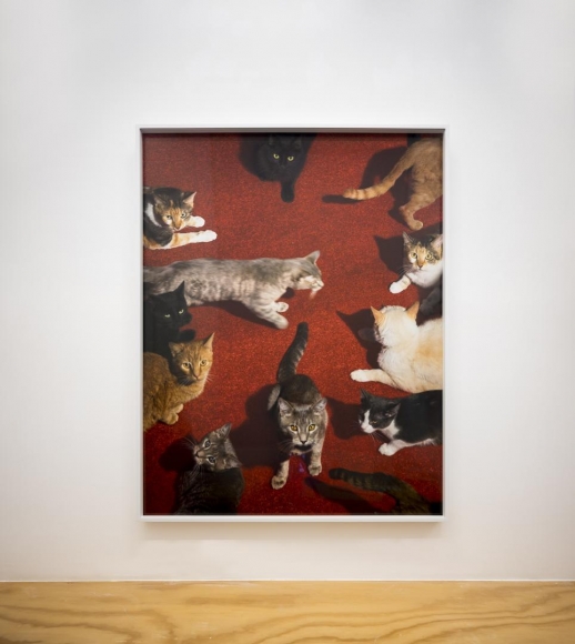Alex Prager installation view 12
