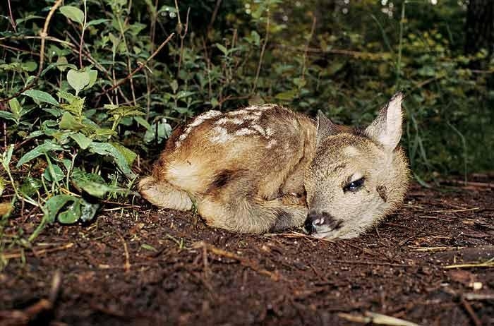 Bambi, Bubenreuth, 2005