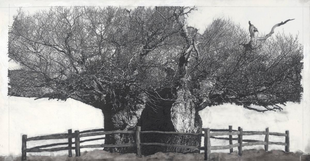 æ´¾å´å
â§èâ§å±è¯æ Drawing of Old Trees during wintry days 2007-2014, 2007-2014