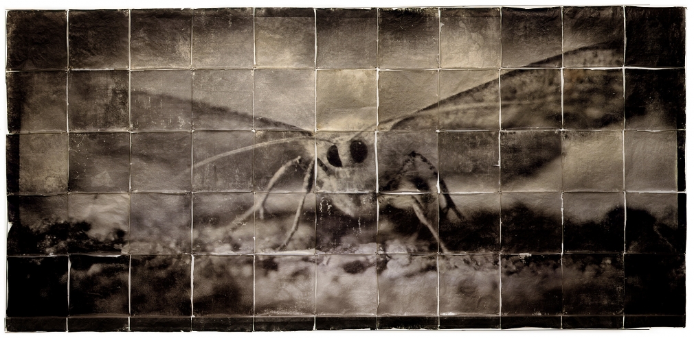 DOUG & MIKE STARN, Attracted to Light 1, 2000-2003