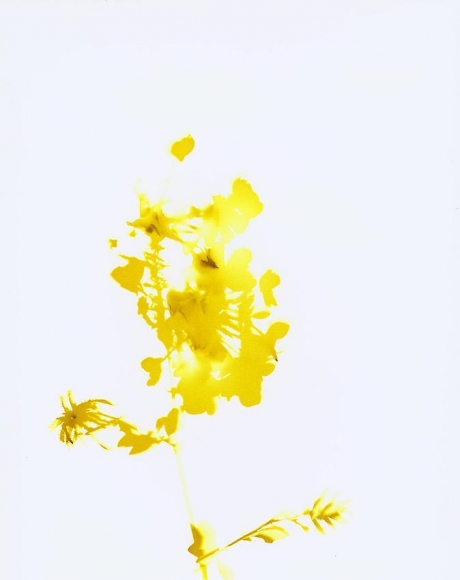James Welling , Flower # 18