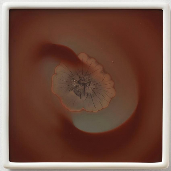 Dove Allouche, 