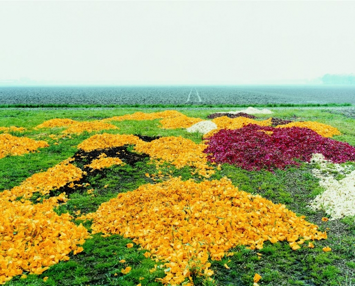 landscape with yellow and red fowers by thomas fletchner