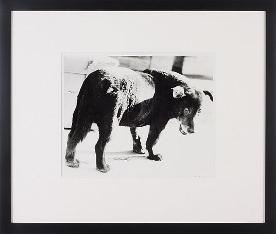 Daido Moriyama, Stray Dog, Misawa Aomori, 1971