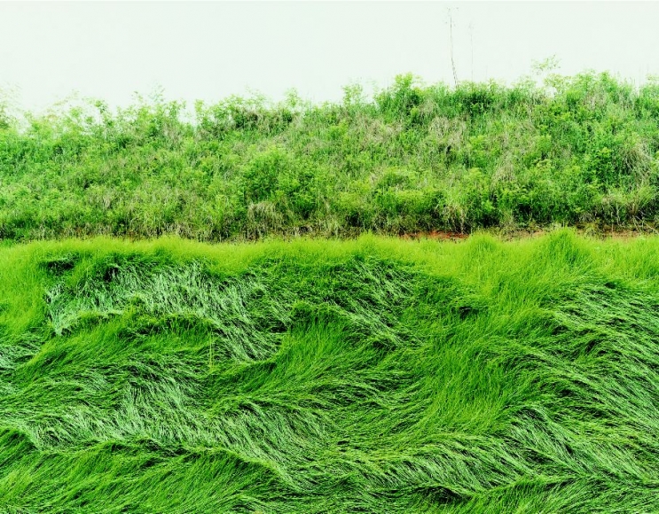 photo of grass by thomas fletchner