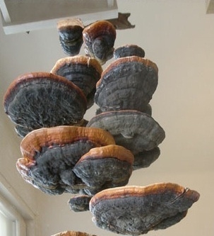 Lois Weinberger, Invasion, 2007