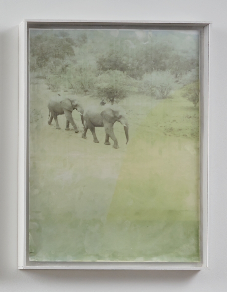 Josh Tonsfeldt, Andrew (Safari Elephants), 2013 
