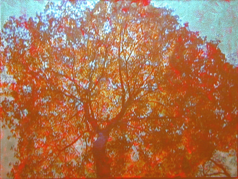 Gold / Tree, 2003, Video projection, oil and enamel on linen