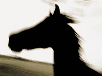 Michael Eastman, Horse # 196, 2001